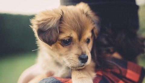 Liten söt hund sitter på en mans axel
