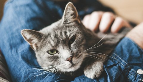 Grå katt sitter i famnen tittar mot kameran